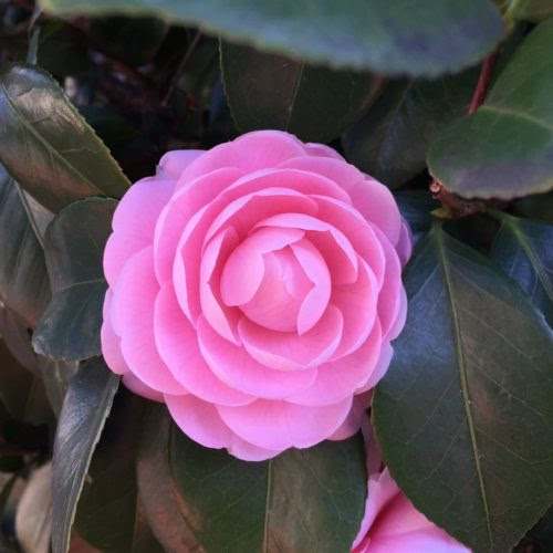 茶花にする椿の種類と時期について 植物navi