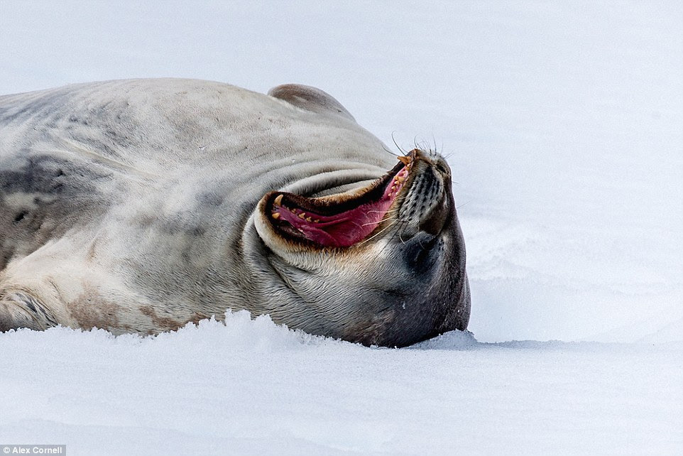A seal relaxed in Cierva Cove. The area is southeast of Cape Sterneck in Hughes Bay, along the west coast of Graham Land, Antarctica