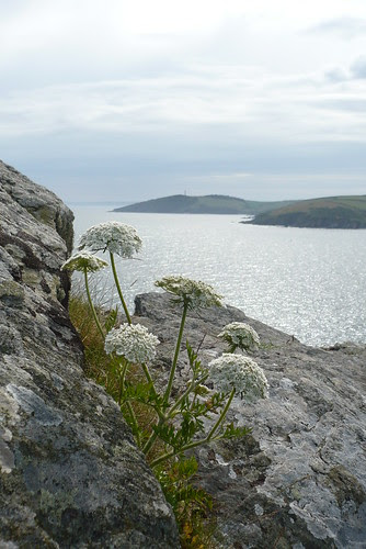Umbellifer!