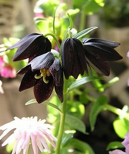 クロユリ くろゆり 黒百合 の花言葉 花言葉事典