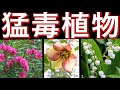 √70以上 触ってはいけない植物 日本 133480-触ってはいけない植物 日本