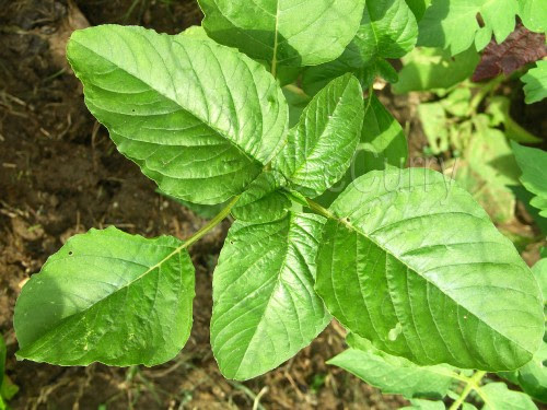 Green Amaranth