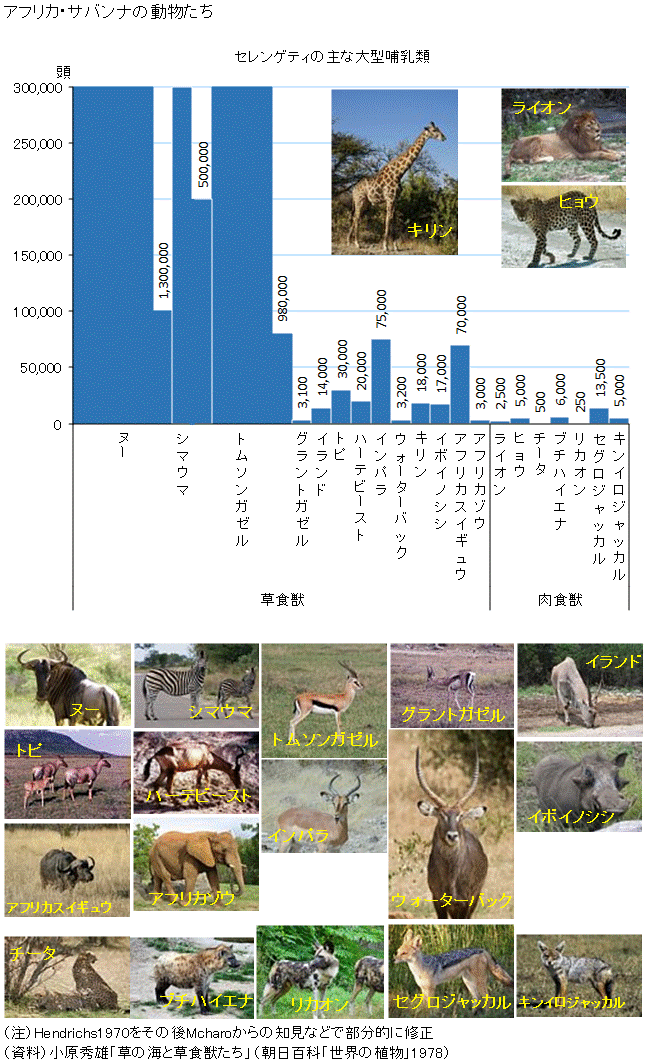 図録 アフリカ サバンナの動物たち