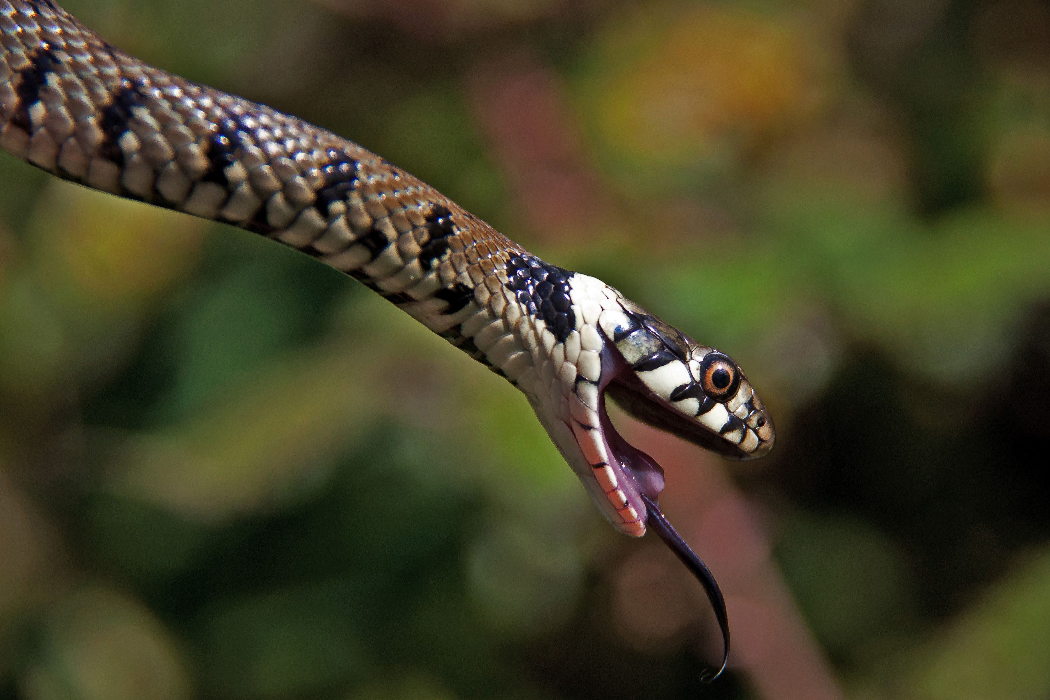 フリー写真素材 動物 爬虫類 蛇 ヘビ 画像素材なら 無料 フリー写真素材のフリーフォト