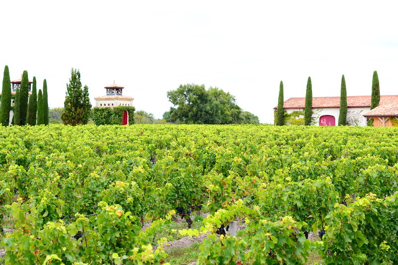 Bordeaux viinamarjaväljad
