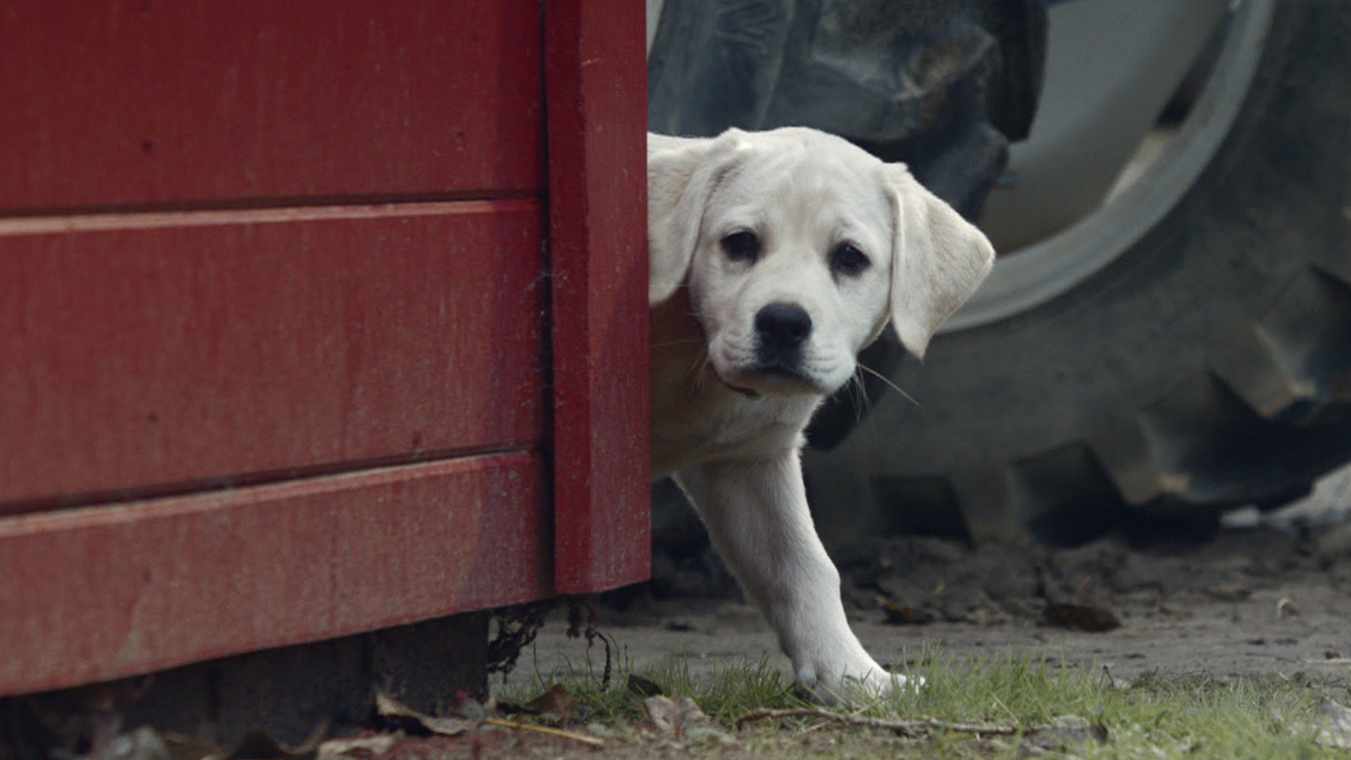 Super Bowl commercials 2015: Clydesdales and puppy reunite 