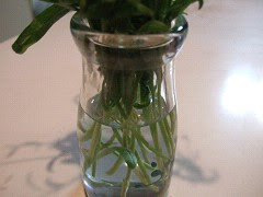ラベンダーの水挿し ふらのラベンダー情報
