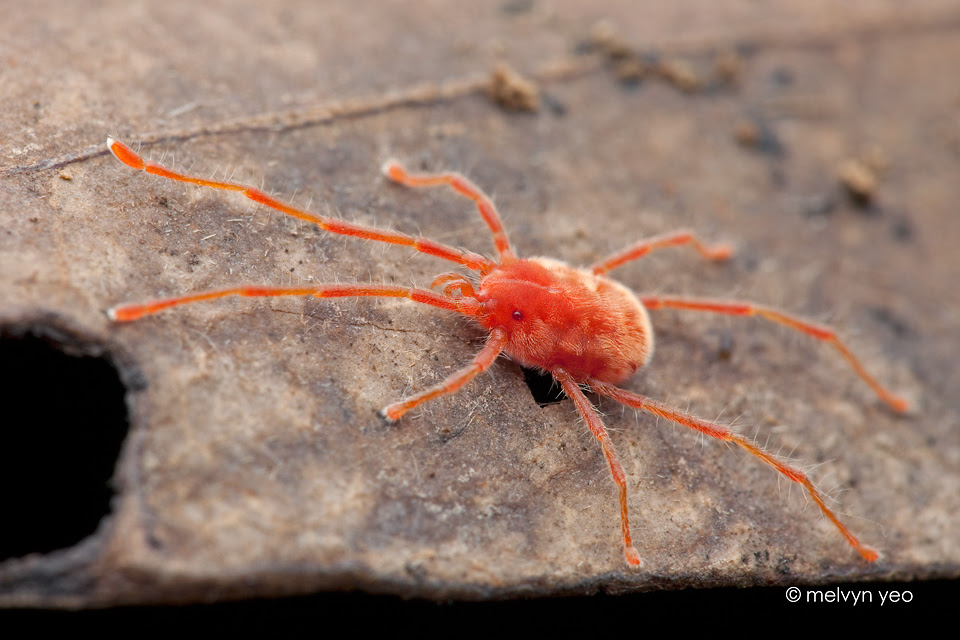 Meet Your Mites – Rob Dunn Lab