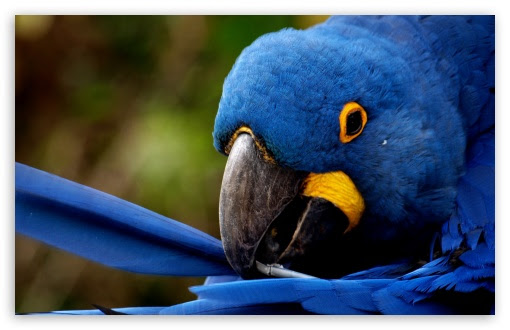 Blue Parrot Ultra Hd Desktop Background Wallpaper For 4k Uhd Tv