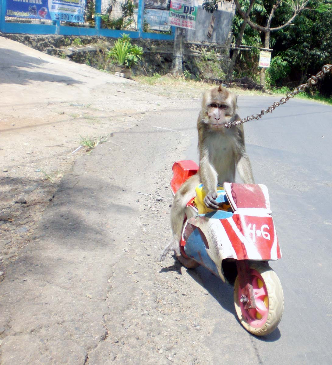 http://alonrider.files.wordpress.com/2010/04/monyet-balap.jpg