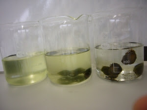 まごころと友情の タニシの水質浄化