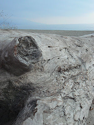souche sur la plage.jpg
