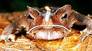 Sapo Bufo margaritifer Foto DR MORLEY READ/SCIENCE PHOTO LIBRARY