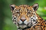 Photos of Jaguars In The Rainforest