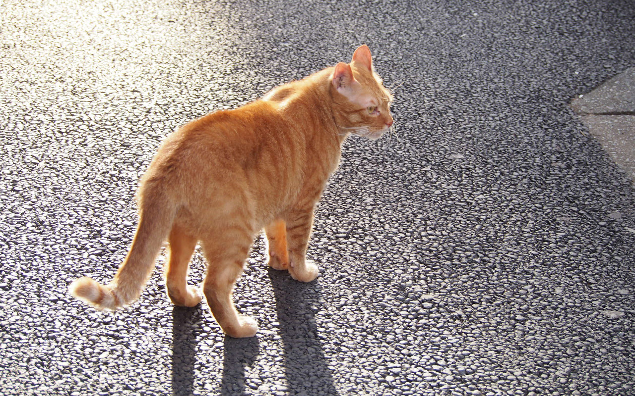一枚の写真 金色 こんじき 街猫待つ猫うちの猫