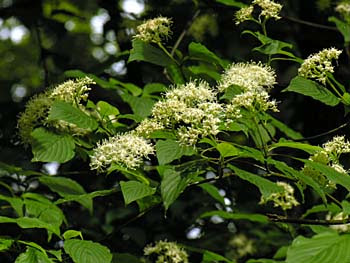 Alternate-leaved Dogwood (Cornus alternifolia)