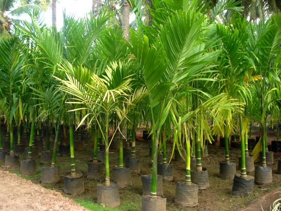 KREASI TAMAN INDAH Daftar Harga Tanaman KREASI TAMAN INDAH Daftar Harga Tanaman