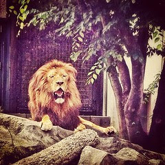 威厳を完全に失った百獣の王