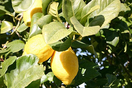 Limon