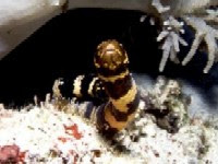 魚と毒 ウミヘビ Net De 水族館