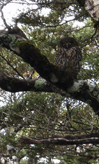 Morepork