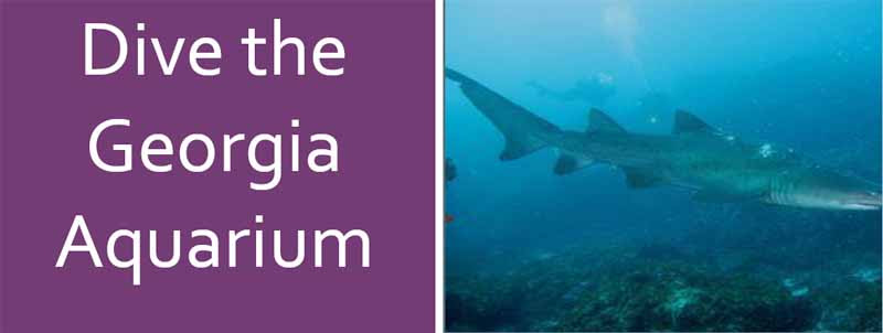Georgia Aquarium February 2021 With Dayo Scuba Center Llc Winter Park Orlando Florida