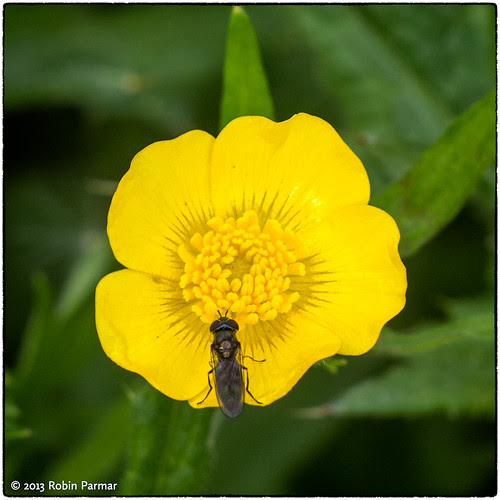 buttercup & fly