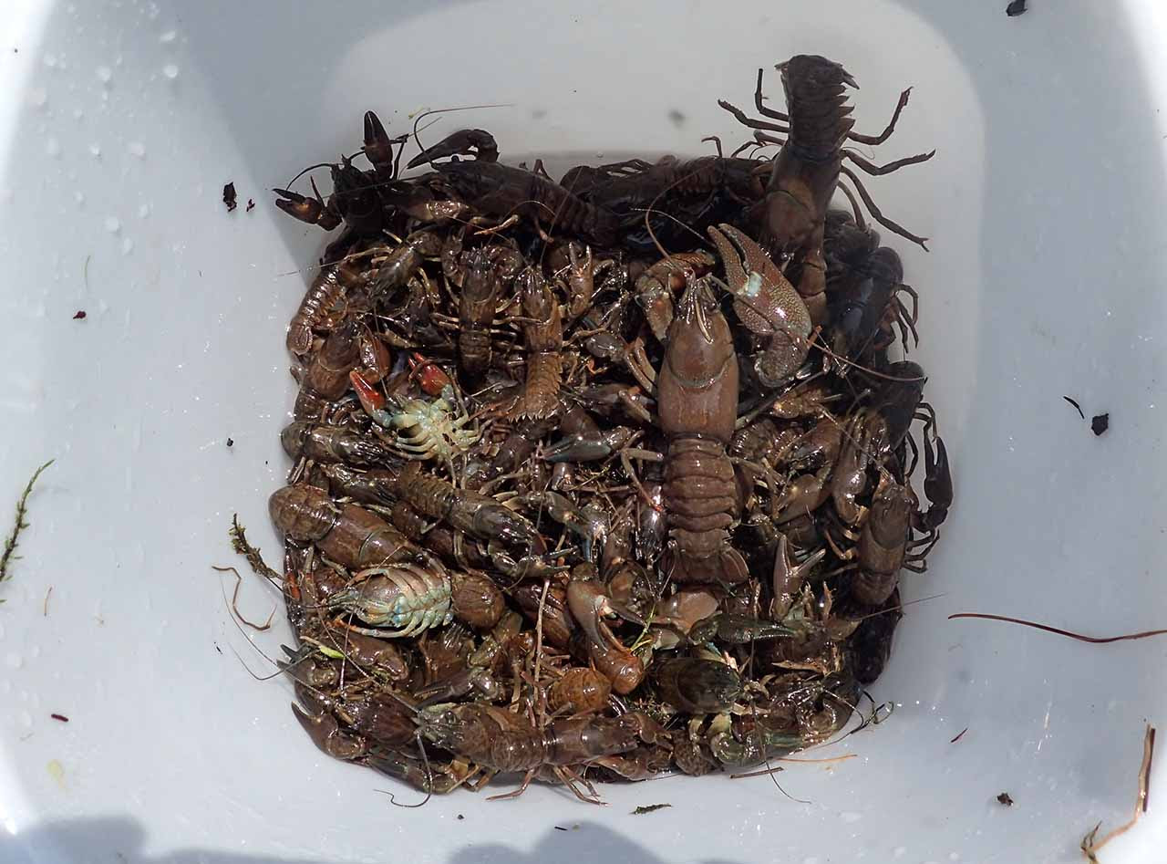 ウチダザリガニ いる場所と捕まえ方 飼育 移動させたら罰金300万 1億円 ハンター日記