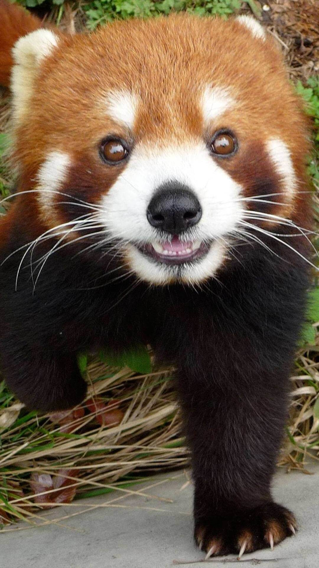 Cute Cartoon Panda Wallpaper (77+ images)