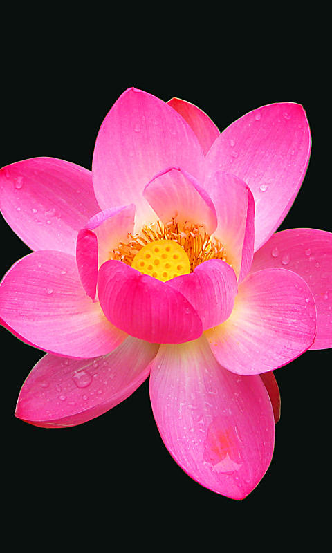 蓮 ハス の花携帯待受画像 無料壁紙