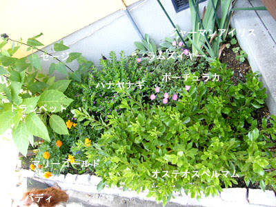 初心者による初心者のためのオススメ宿根草 小庭にっき