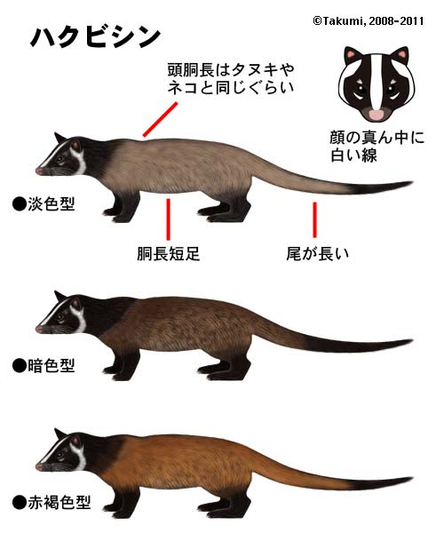 東京タヌキ探検隊 タヌキ それともハクビシン アライグマ