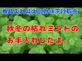 √完了しました！ ミント 保存期間 271789-ミント 保存期間