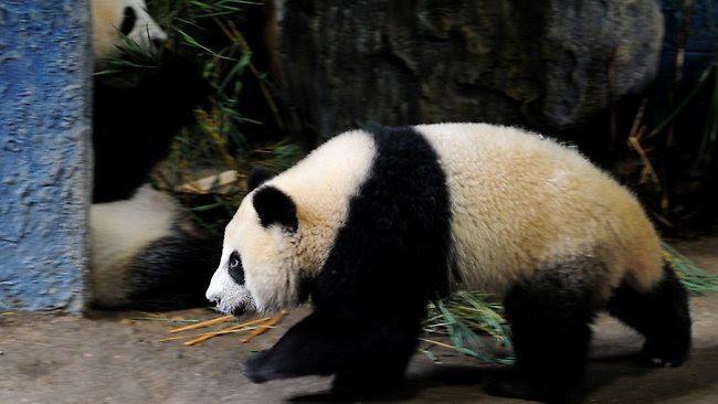 Lin Ping panda saat jelang keberangkatannya ke Negeri Tirai Bambu China, Sabtu ( 29/9 ). Penerbangan Panda Lin Ping disebut sebagai penerbangan cinta. Picture: Pornchai Kittiwongsakul.