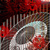 彼岸花と月見傘2赤 橙 和風 幻想壁紙