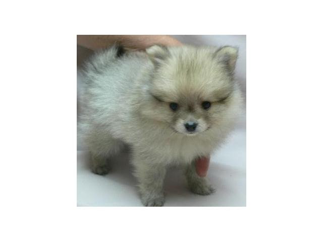 POMERANIAN PUPS Pretoria / Tshwane PUPPIES FOR SALE