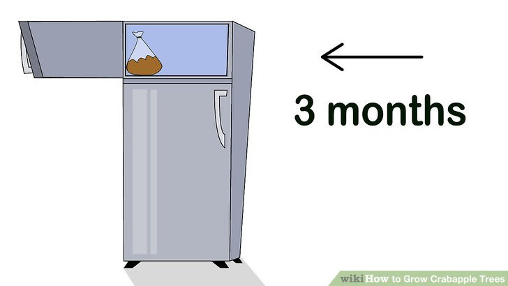 Grow Crabapple Trees Step 4.jpg