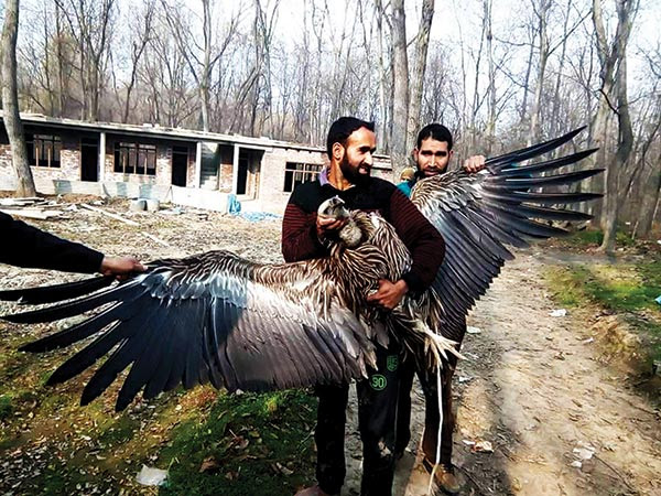 Amazing-bird-captured-by-residents-of-Bijbehara,-Anantnag.-Kindly-Attention-to-the-concerned-department-to-save-this-bird