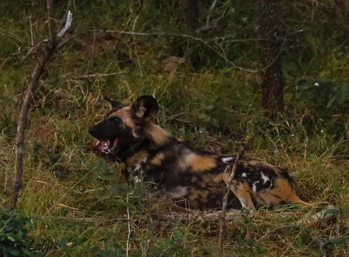 wild-dog-eating