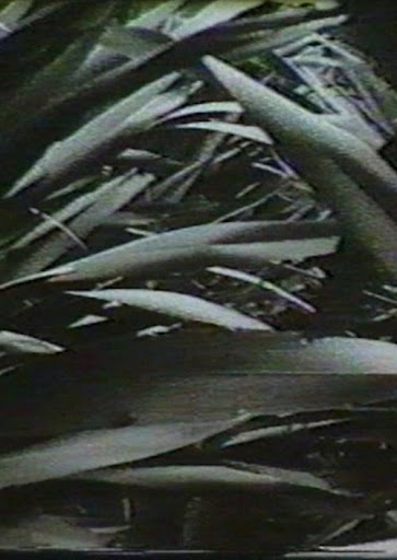 Kép