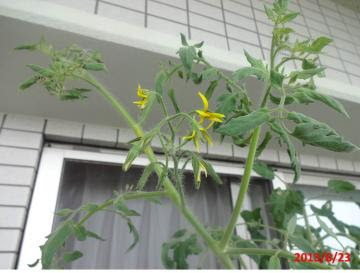 トマトを長く収穫する方法 摘心しないでツル下ろし をやってみた あぐうのベランダ菜園で実験中