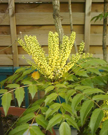 ヒイラギナンテン マホニア Mahonia メギ科 Berberidaceae