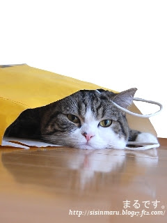まるです 私信