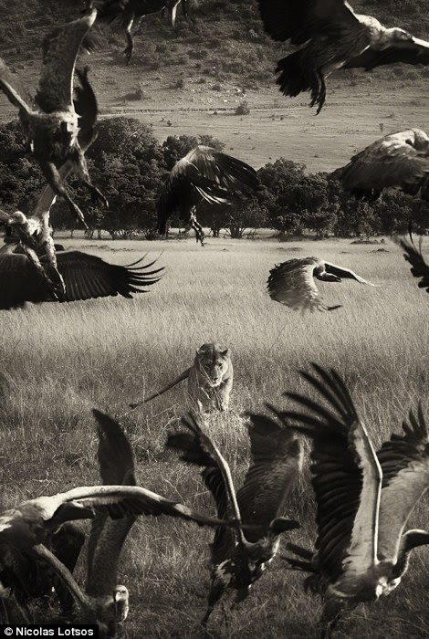 Lioness defends her kill from vultures, hyenas and jackals Masai Mara, Kenya, right