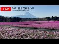 コンプリート！ 芝桜 写真 772009