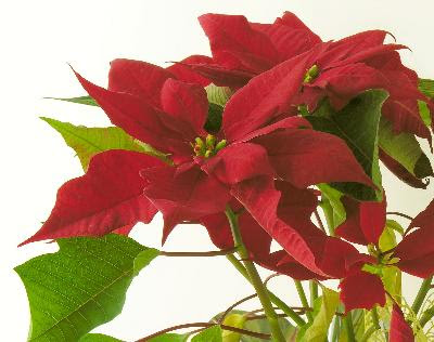 Por qué son rojas las hojas de la poinsettia?  eHow en Español