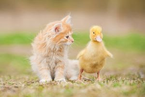 猫はうさぎや鳥とも仲良しになれる 他の動物との相性と一緒に飼う時の注意点 松波動物メディカル通信販売部本店公式ブログ