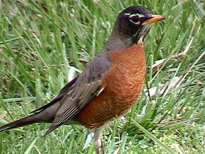 Birds  on We Have Had Several Purple Finches  The One On The Right Is Either