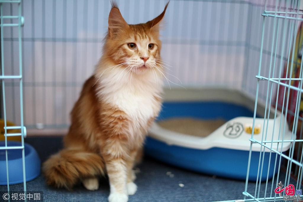 Un Chat Abyssinian Evalue A 0 000 Yuans Apercu Dans Un Salon De Chats Rares A Jinan