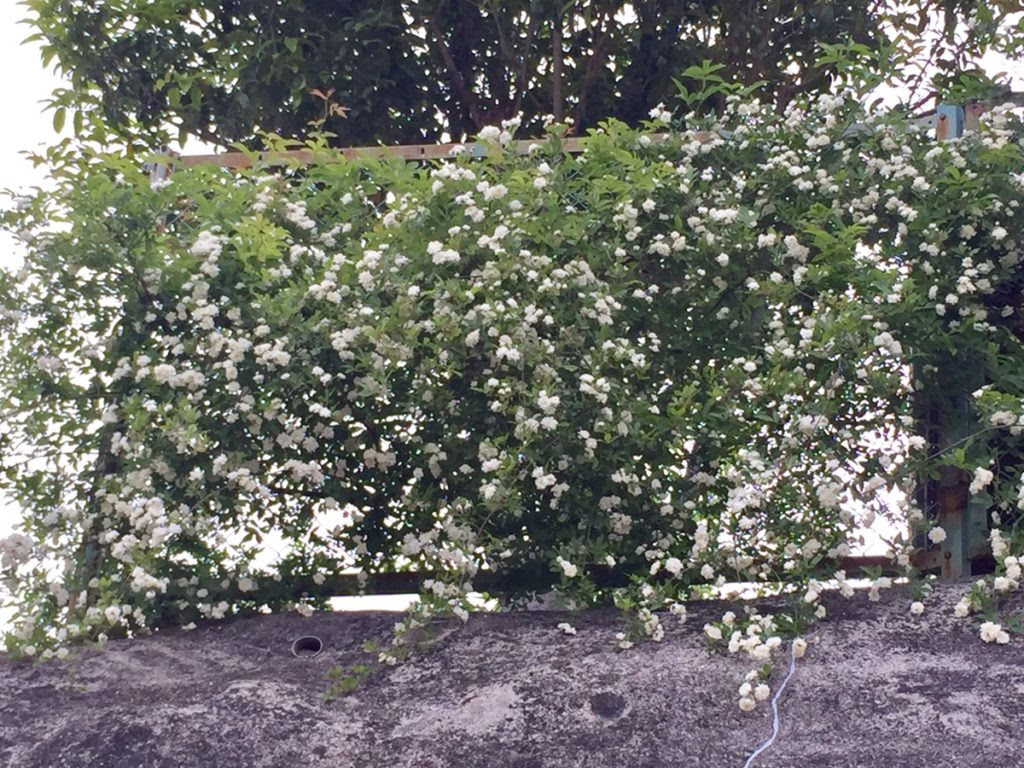 誘引したモッコウバラがフェンスを壊しそうなので剪定しました 動画あり Hanana Tree